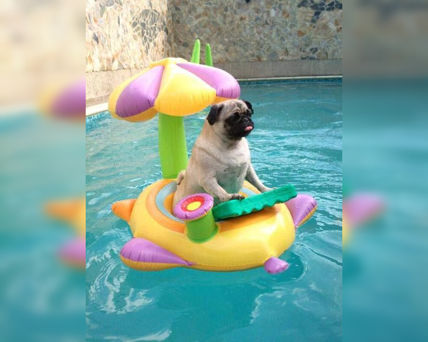 Doggy Antics: Hilarious Photos of Our Furry Friends