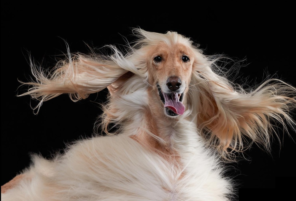 Doggy Antics: Hilarious Photos of Our Furry Friends