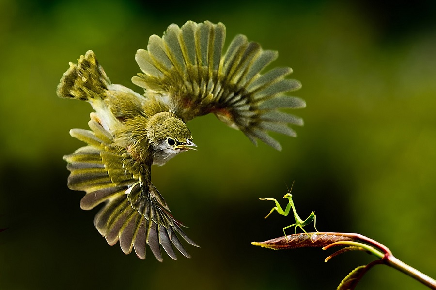 Perfectly Timed: Stunning Animal Snapshots